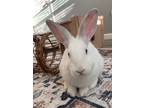 Adopt Wilbur a White Californian / Mixed (medium coat) rabbit in San Jose