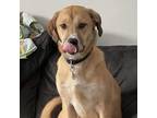 Adopt Michael Knight a Tan/Yellow/Fawn Mixed Breed (Large) / Mixed dog in