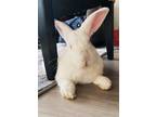 Adopt Benson a White Californian / Mixed (medium coat) rabbit in San Jose