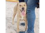 Adopt Mika a Tan/Yellow/Fawn Mixed Breed (Medium) / Mixed dog in San Diego