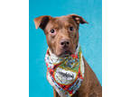 Adopt Eski a Brown/Chocolate Labrador Retriever / Mixed dog in Atlanta