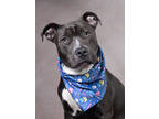 Adopt JOEYMaC a Gray/Blue/Silver/Salt & Pepper American Pit Bull Terrier / Mixed