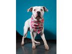 Adopt SHIRLEY a White American Pit Bull Terrier / Mixed Breed (Medium) / Mixed