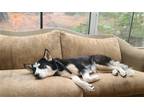Adopt ZIVA a Black Siberian Husky / Mixed dog in South Lake Tahoe, CA (41102984)
