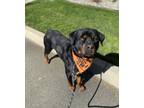 Adopt Taz a Black - with Tan, Yellow or Fawn Rottweiler / Mixed dog in Lynnwood