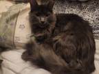 Adopt LOBO a Gray or Blue (Mostly) Domestic Mediumhair (medium coat) cat in