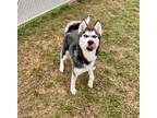 Adopt 84415 Huckleberry a White Husky / Mixed dog in Spanish Fork, UT (41085341)