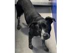 Adopt Rex a Black German Shorthaired Pointer / Mixed Breed (Medium) / Mixed dog