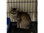 Adopt Snickers a Gray or Blue Domestic Shorthair / Mixed Breed (Medium) / Mixed