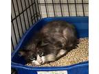 Adopt Smokey a All Black Domestic Longhair / Mixed Breed (Medium) / Mixed (short