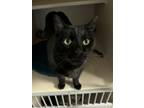 Adopt Scooter a All Black Domestic Shorthair / Domestic Shorthair / Mixed (short