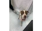 Adopt Athena a White Mixed Breed (Medium) / Mixed dog in Savannah, TN (40952352)