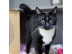 Adopt Turtle a All Black Domestic Shorthair / Domestic Shorthair / Mixed cat in