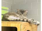 Adopt Barn Cat Gavin a Gray or Blue Domestic Shorthair / Mixed Breed (Medium) /