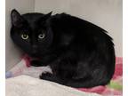 Adopt Akela a All Black Domestic Shorthair / Domestic Shorthair / Mixed cat in