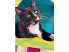 Adopt Della a Black & White or Tuxedo Domestic Shorthair (short coat) cat in