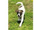 Adopt Teller a White Mixed Breed (Medium) / Mixed dog in Cumming, GA (40600208)