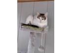 Adopt Brioche a White Domestic Shorthair / Mixed Breed (Medium) / Mixed (short