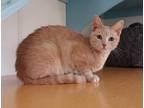 Adopt Paisley a Orange or Red Domestic Shorthair / Domestic Shorthair / Mixed