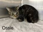 Adopt OSSIE a Brown Tabby Domestic Shorthair / Mixed Breed (Medium) / Mixed