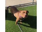 Adopt Calypso a Red/Golden/Orange/Chestnut Pit Bull Terrier / Mixed dog in