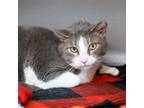 Adopt Gordo a Gray or Blue Domestic Shorthair / Domestic Shorthair / Mixed cat