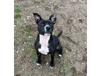Adopt Kali a Black American Pit Bull Terrier / Mixed dog in Bellaire
