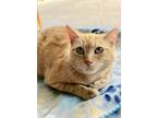 Adopt Ginger a Orange or Red Domestic Shorthair (short coat) cat in Englewood