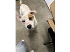 Adopt thelma a White - with Tan, Yellow or Fawn Mixed Breed (Medium) / Mixed dog
