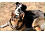 Adopt HK and Mac a Black - with Tan, Yellow or Fawn German Shepherd Dog /