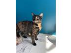 Adopt Chai a Tortoiseshell Domestic Shorthair (short coat) cat in Bedford