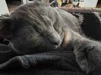 Adopt Darjeeling a Gray or Blue Domestic Shorthair (short coat) cat in Bedford