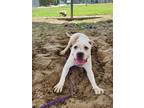 Adopt Nina a White Mixed Breed (Small) / Mixed Breed (Medium) / Mixed (short