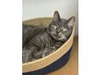 Adopt Buttons a Gray or Blue Domestic Shorthair / Mixed Breed (Medium) / Mixed