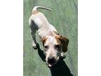 Adopt Jelly a Tan/Yellow/Fawn Hound (Unknown Type) / Mixed dog in Shohola