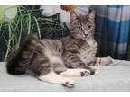 Adopt Dinglehopper a Gray or Blue Domestic Shorthair / Domestic Shorthair /