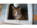 Adopt Poppi a Orange or Red (Mostly) Domestic Shorthair / Mixed (short coat) cat