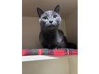 Adopt H.E.R a Gray or Blue Domestic Shorthair / Mixed Breed (Medium) / Mixed