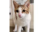Adopt Stitch a White Domestic Shorthair / Domestic Shorthair / Mixed cat in San