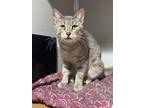 Adopt McRib a Gray or Blue Domestic Shorthair / Domestic Shorthair / Mixed cat