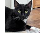 Adopt ELVIS a Black & White or Tuxedo Domestic Shorthair (short coat) cat in