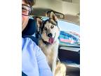 Adopt Azul SC a Gray/Blue/Silver/Salt & Pepper Husky dog in San Angelo
