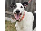 Adopt WW LEGENDARY a White - with Black Greyhound / Mixed dog in Grandville