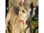 Adopt WINE COUNTRY a Greyhound / Mixed dog in Grandville, MI (41099747)
