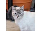 Adopt Karma a Cream or Ivory Oriental (medium coat) cat in Ypsilanti