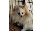 Adopt Dutton a White Pomeranian / Mixed dog in Prole, IA (41099531)