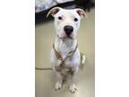 Adopt Bo Jackson a White American Pit Bull Terrier / Mixed Breed (Medium) /