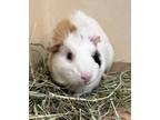 Adopt Snow a White Guinea Pig / Guinea Pig / Mixed small animal in Voorhees