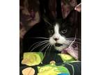 Adopt Elvis a All Black Domestic Shorthair / Domestic Shorthair / Mixed cat in