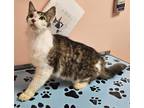 Adopt Tub of Bubba a White Domestic Shorthair / Domestic Shorthair / Mixed cat